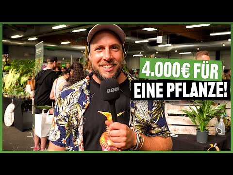 #233 Botanika in Hamm: An absolute paradise for plant lovers 🌿🌺