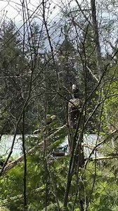 417K views · 63K reactions | Sound on to hear the beautiful calls of our four rescued bald eagles. 礪 These eagles, unable to survive in the wild, now call Eagle Passage home. The immersive, forested habitat includes specially accessible ramps and perches for our rescued birds, built with repurposed logs and living trees. | Northwest Trek Wildlife Park | Facebook