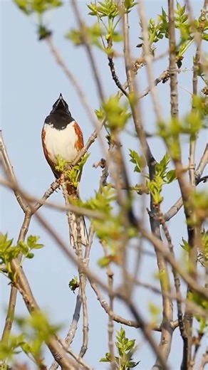 4K views · 151 reactions | #viralreels #birds | Beautiful Birds | Facebook