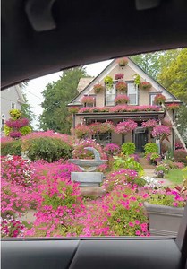 Petunia Garden Design Ideas for Summer Flowers