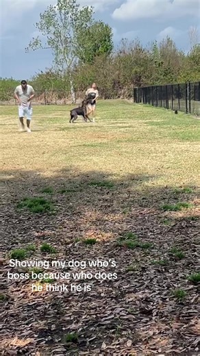 Gotta show him who’s stronger #canecorso #canecorsopuppy #puppiesoftiktok #wrestlingmydog