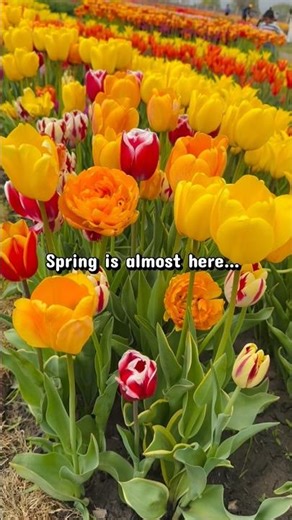 This is your reminder that tulip season is almost here 🌷#tulips #tulipseason #tulipfarm #canada