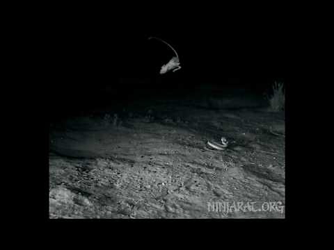 Kangaroo rat mid-air maneuver via tail rotation