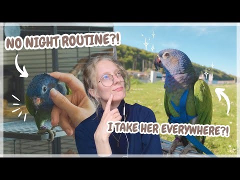 How to get more freedom owning birds | Our routines