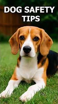 3 Dog Safety Tips Every Owner Must Know!