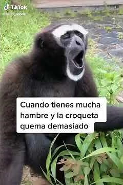 MONO GRITANDO MEME CROQUETA CALIENTE