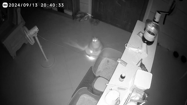 Cat rides on robot vacuum in Jiangxi, China