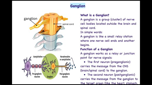 Somatic vs Autonomic NS l Role of Ganglia in Signal Relay l Physiology l B. Pharm | 푅푂푆-푖표푛 퐴푐푎푑푒푚푖푐 퐶푎푟푒 | Facebook