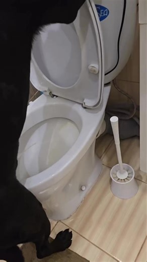 Funny Dogs Compilation That Will Make You Laugh