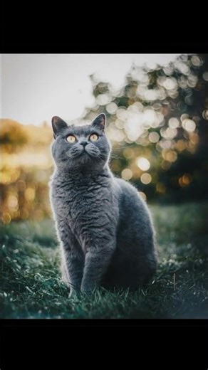 Why Do Cats Chatter? Discover the Quirky Sounds of Our Feline Friends!