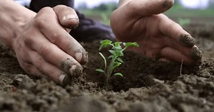 Super Slow Motion Macro Farmer Planting Stock Footage Video (100% Royalty-free) 3491487143 | Shutterstock