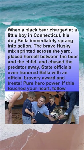 HERO DOG RECOGNIZED AFTER SAVING BOY FROM CHARGING BEAR🐶🐻