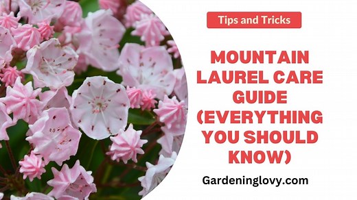 13 Mountain Laurel Care Guide (From Planting To Pruning!)