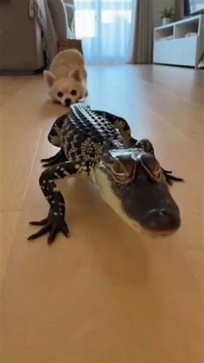 Cute Puppy Meets Baby Alligator 🐶🐊 | Funny Animal Moment #chihuahuafanclub