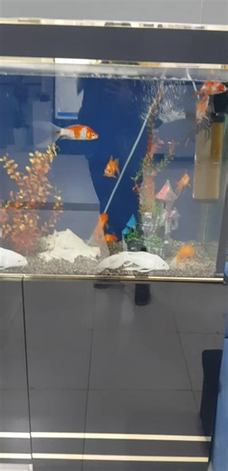 QORA DELFIN (@qora_delfin7)’s videos with оригинальный звук - QORA DELFIN