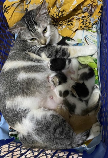 Ruby’s Baby LET Notes Explained