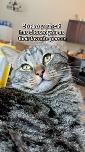 3.2K views · 14 reactions | 5 signs you are your cat’s favorite person!  Whether it’s loud purring or head nuzzling to communicate that they want their next @shebabrandus meal, there are many signs to pay attention to! Which of these signs have you noticed in your cat? Let us know in the comments! #Sheba #WhatCatsWant #CatsOfInstagram | Sheba | Facebook