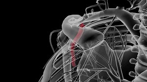 Axillary Artery Main Artery Upper Extremity Stock Footage Video (100% Royalty-free) 1106562375 | Shutterstock