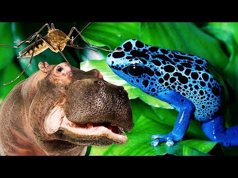 Los 10 animales MÁS PELIGROSOS DEL MUNDO