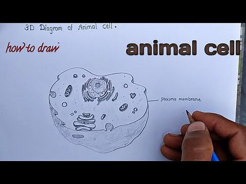 How to draw animal cell in 3D easily.