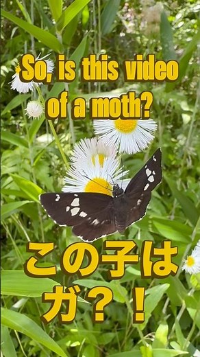 [Difference Between Butterflies and Moths] If it’s resting with its wings spread, is it a moth?! ...