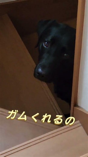 何かを訴えるロッキ〜♫