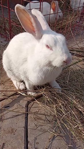 reader rabbit learning creations