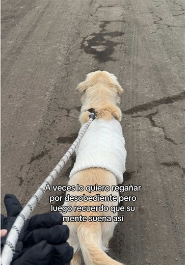 Understanding Golden Retriever Behavior and Training Tips