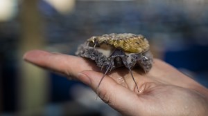 A curious South African sea snail is a prized dish in Asia. That has meant a trail of destruction