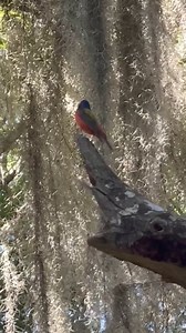 45K views · 1.9K reactions | What better way to start a week than by listening to a bird song? “Male Painted Bunting,” writes Evelyn Reiner in sharing a video she took during a morning nature hike at Skidaway State Park in Savannah, Georgia, the other day. “One of many we have seen in the last month in this area.” Turn the volume up to appreciate the beauty. Thank you, Evelyn! | The Naturalist's Notebook | Facebook
