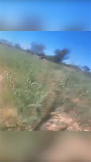 Experience a POV angle of Sirga hunting Oryx antelope in the Kalahari, Botswana #animalsoftiktok #lion | Sirgaa