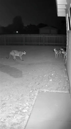 Security Camera Captures Puma Entering a House… #dogs #securitycamera #viralvideo #cougar #puma