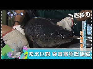 台灣第一等【南台灣鱸鰻達人 養殖數量上看百萬隻／高規格墨瑞鱈 純淨水培育巨大種魚】 _精選特輯