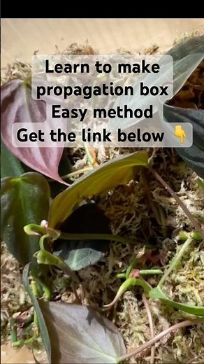 Easy DIY propagation box #plantpropagation #plantcaretips #shorts