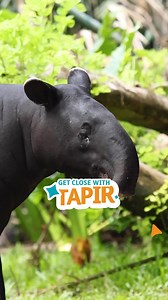 Let’s get close with Yuni the #Tapir ! 🥰 Did you know Asian tapirs are called living fossils? They’ve been around for 30 million years with barely any changes! 😲 Their tiny trunks aren’t just cute, they help them grab food, sniff around, and even breathe while swimming! 🌿🐾 Get closer to Yuni tonight at 7 PM on Bali Zoo's YouTube channel #GetCloseWith #AsianTapir #Bali #Zoo #BaliZoo #ExploreBaliZoo | BALI ZOO