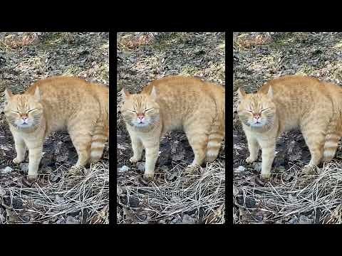 Go London I will Go London Cat original video | Viral instagram Cat Go London Song Real Video