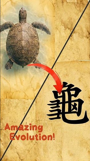 How "Guī" is literally a Turtle 🐢