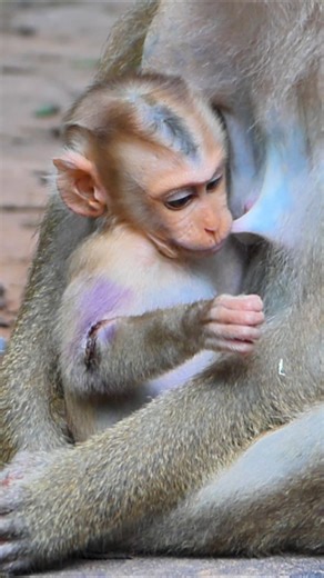 14K views · 416 reactions | Baby Lynx cries loud in pain as Luna looks away | Nai & Ne Challenge | Facebook