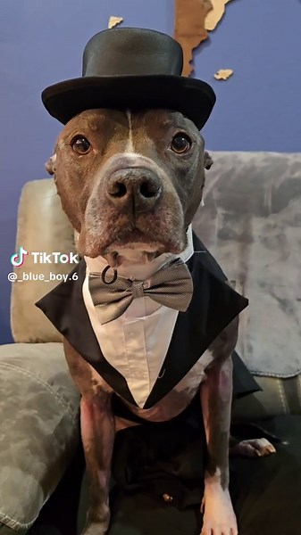 Pit Bull Appreciation: Show Your Love and Smile