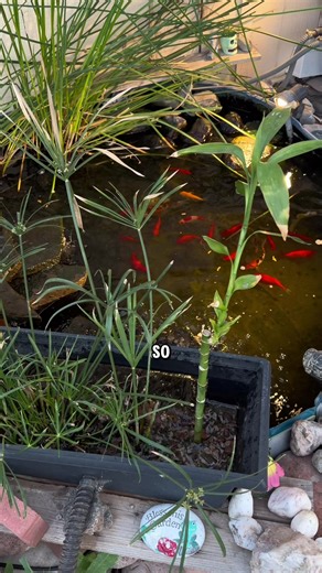 My mini bog is KILLIN it #bogfilter #pondfilter #diypondfilter #minipond #diypond