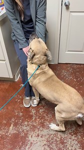 Colorado Citizens for Canine Welfare on Reels
