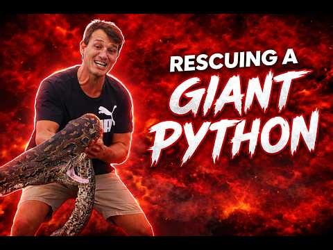 Rescuing A Giant Python