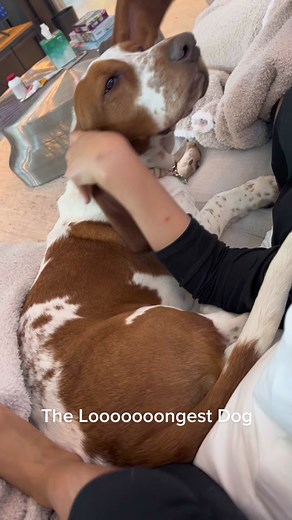 Meet the Looooooongest Dog You've Ever Seen!