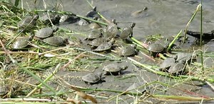 19M views · 162K shares | Peru is releasing 500,000 yellow-spotted...