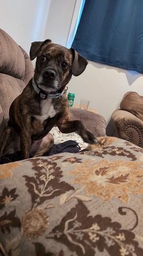 The Tiny & Dramatic returns! 🎉 #dogreelsfb #dramatic #dog #series | Frankie, Gus & Lucy