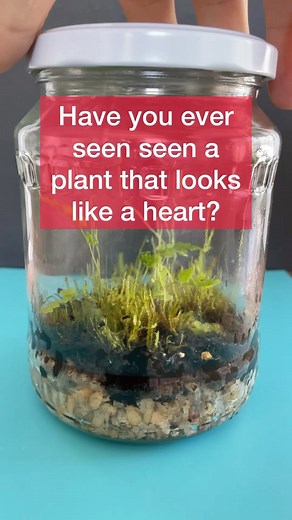 Adolfo Sánchez-Blanco, PhD🇪🇸🇺🇸 on Instagram: "The heart-shaped plant in this video is the gametophyte of a fern! . The gametophyte is the haploid stage of the life cycle of plants. In the case of ferns, the gametophyte is very tiny and it typically looks like a heart; in the case of mosses the gametophyte is what you normally see when you see a moss; in the case of gymnosperms and flowering plants, the gametophyte is microscopic! . Ferns reproduce by spores. When a fern spore germinates, it 