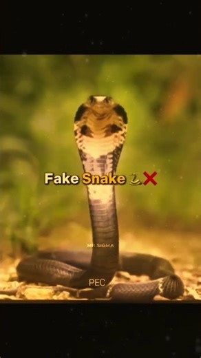 fake snakes 🐍❌ Real snakes 🐍✅ #ytshorts #shorts #youtubeshorts #snake