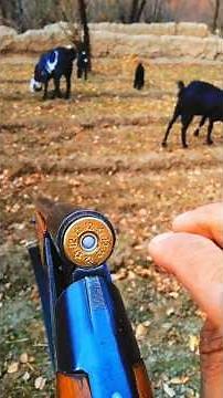 Bird Hunting With Powerful 12 gauge Best hunting pack 2025