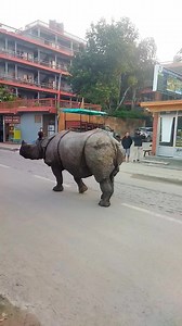 #gaida ni order garnu aayo hotel ma🤣#sauraha_chitwan ma matrai dekhnu paincha hai yesto🦏🙏🇳🇵 | Milan Tamang