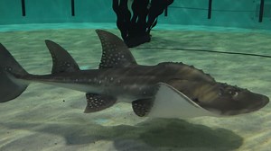 Seattle Aquarium welcomed 'critically endangered' bowmouth guitarfish
